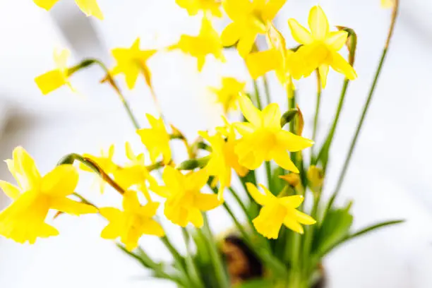 Photo of Spring flowers daffodils soft focus on blurred light background