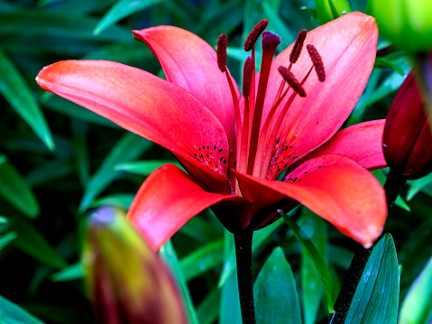 fresh bright beautiful red lily flower in the garden