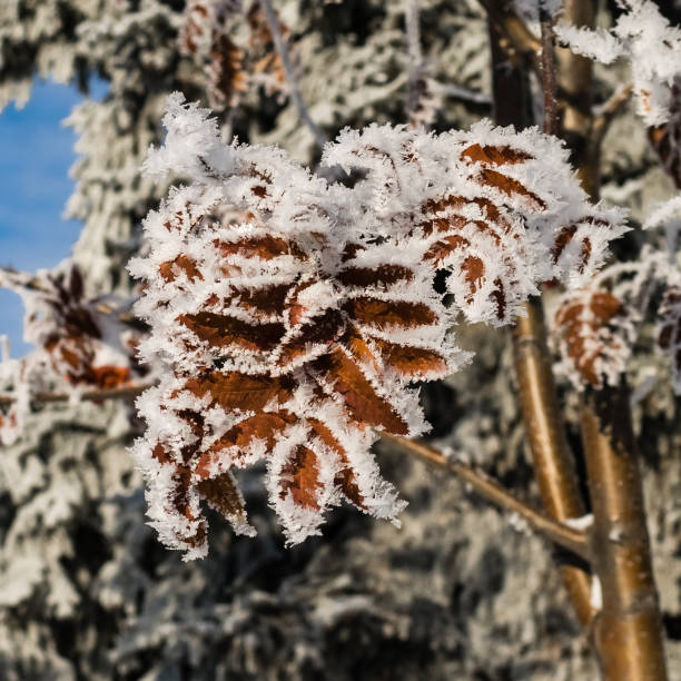 Hoar frost on mountain ash tree leaves stock photo