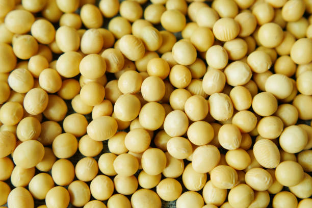 istock close up of Raw soy bean seed 1468421243