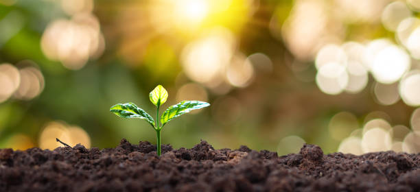 pequeño árbol con hojas verdes crecimiento natural y luz solar. concepto de crecimiento sostenible de plantas. - root growth dirt seed fotografías e imágenes de stock