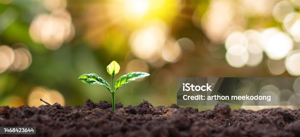 Small Tree With Green Leaves Natural Growth And Sunlight Sustainable Plant Growth Concept Stock Photo - Download Image Now
