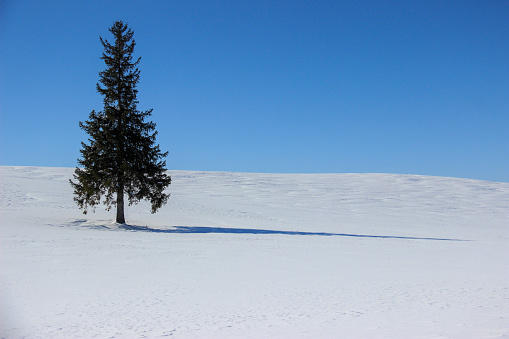 Pine tree standing in the snow field in Biei