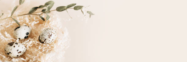 istock Quail eggs in nest on pastel background. Banner. Copy space. 1468424474