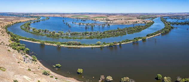 Aerial panoramic view of big bend in River Murray, submerged floodplains either side of breached levees. The flowing river course is marked by the line of green trees and the curve of the levees. In the foreground, steep cliffs lead down to the floodplain and rusty car wrecks.  Image can be cropped as required.  Ponde, South Australia.