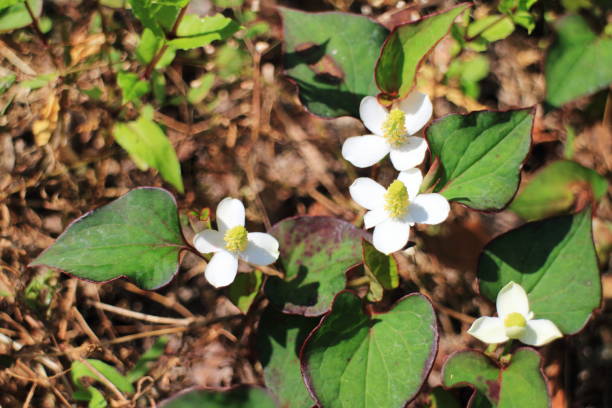 istock Dokudami flower blooming in early summer 1468425268