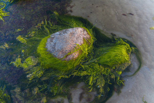 Green algae covered boulders at sea coast beach. Background and surface texture. Sea algae or Green moss stuck on stone. Rocks covered with green seaweed in sea water. stock photo