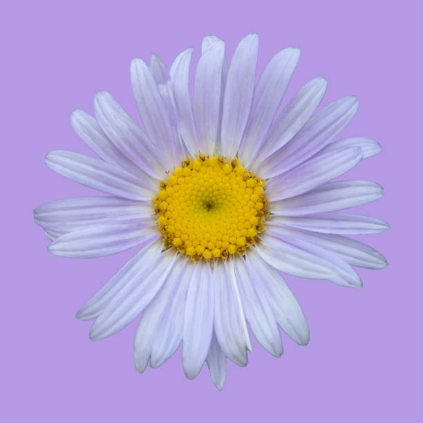 istock Purple daisy with purple background. Purple daisy. 1468430063