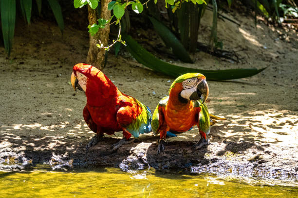 Red and green macaw or green winged macaw in Foz do Iguacu Brazil Parana state Red and green macaw or green winged macaw, scientific name ara chloropterus parrot bird in  Foz do Iguacu Brazil Parana state green winged macaw ara chloroptera stock pictures, royalty-free photos & images