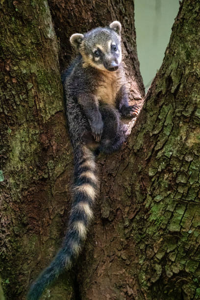 coati sudamericani, coati dalla coda ad anelli, nasua nasua alle cascate di iguazu, puerto iguazu, argentina - coati foto e immagini stock