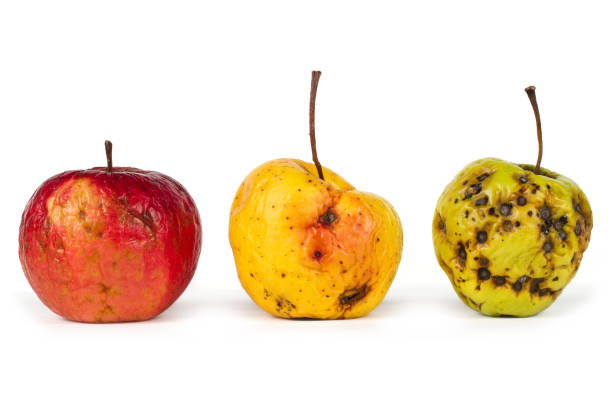 A set of spoiled apples on a white background. A set of spoiled apples on a white background. Rotten apples. Red yellow and green wilted apples. rotting apple fruit wrinkled stock pictures, royalty-free photos & images