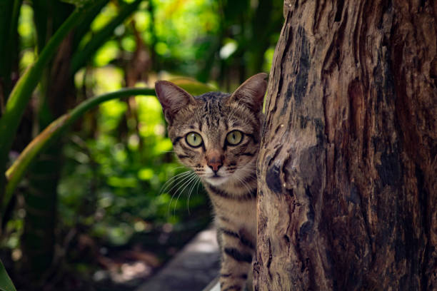 istock life on a tropical island 1468432360