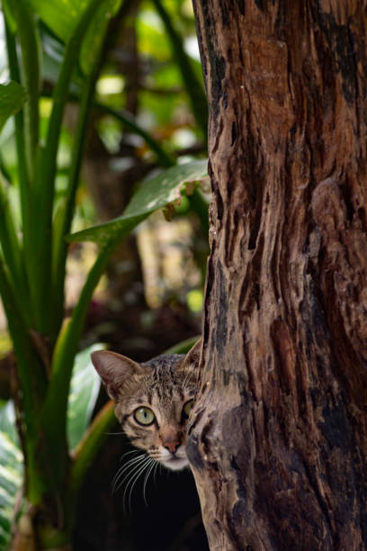istock life on a tropical island 1468432365