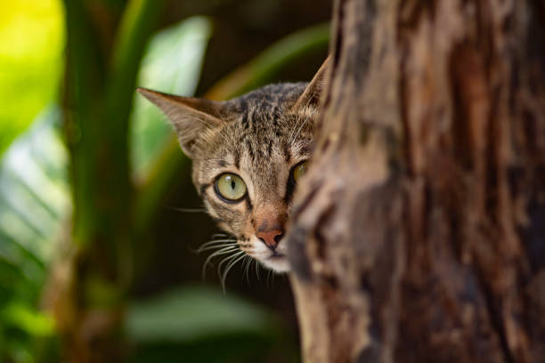 istock life on a tropical island 1468432381