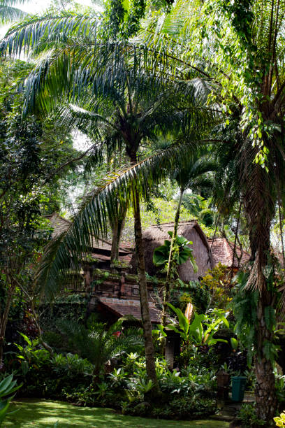 istock life on a tropical island 1468432393