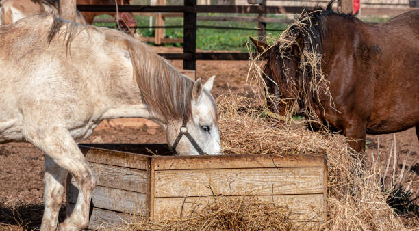 istock Two horses on a farm eating straw with midday light 1468432399