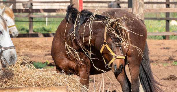 istock Two horses on a farm eating straw with midday light 1468432401