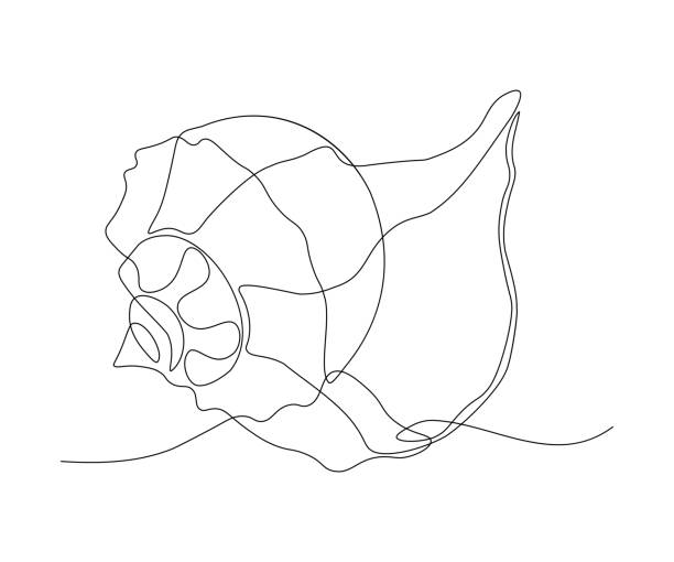 One Line Seashell 38,600+ Seashell Art Stock Photos, Pictures & Royalty-Free Images - iStock