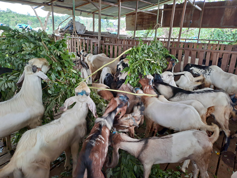 goat is eating in farm