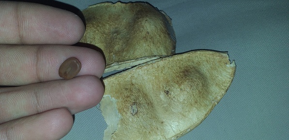 Teeth of Asian Grass Carp