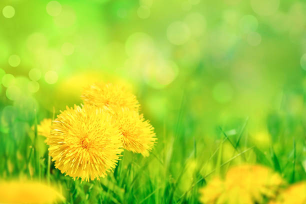 Yellow dandelion flowers in spring grass closeup. Macro with soft focus on a meadow in nature. Beautiful soft light gentle dreamy green background. Free space for text.