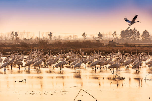 istock White cranes fly in the sky at sunset 1468437644