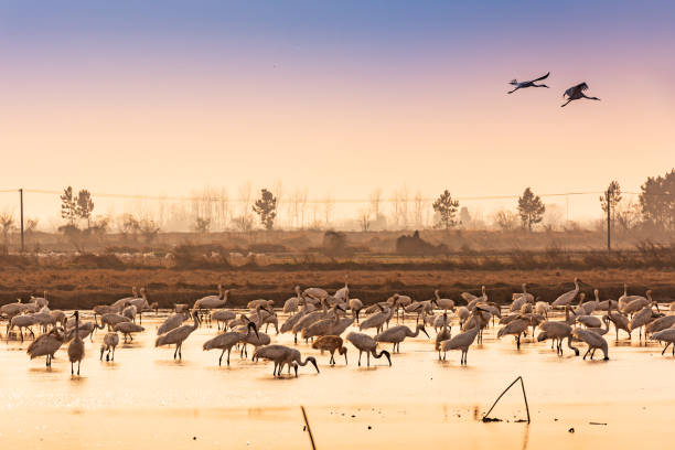 istock White cranes fly in the sky at sunset 1468437646