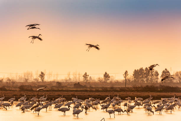 White cranes fly in the sky at sunset