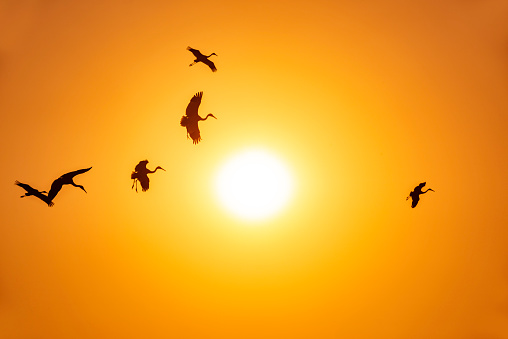 White cranes fly in the sky at sunset