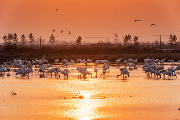 istock White cranes fly in the sky at sunset 1468437933