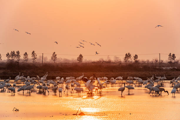 istock White cranes fly in the sky at sunset 1468438042