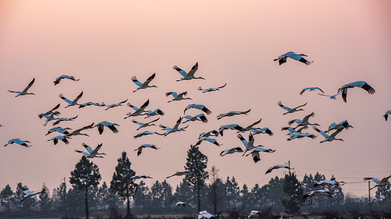 Siberian cranes foraging in a pond at sunset