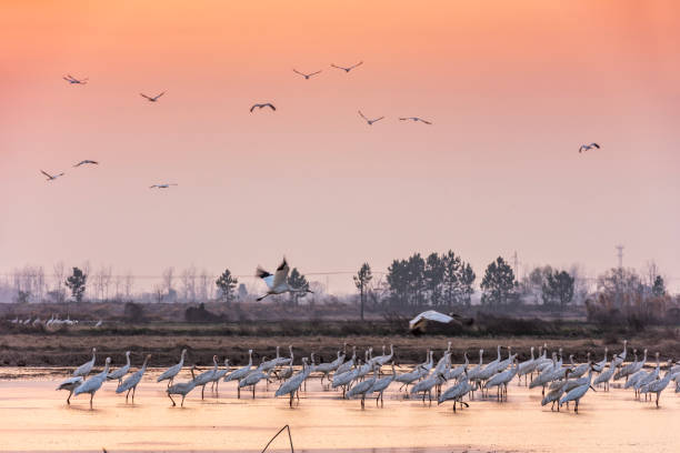 istock White cranes fly in the sky at sunset 1468438075