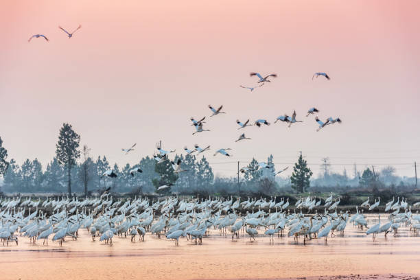 istock White cranes fly in the sky at sunset 1468438104