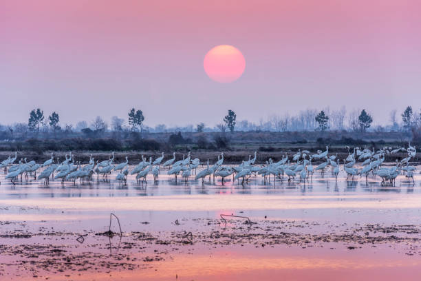 Siberian cranes foraging in a pond at sunset