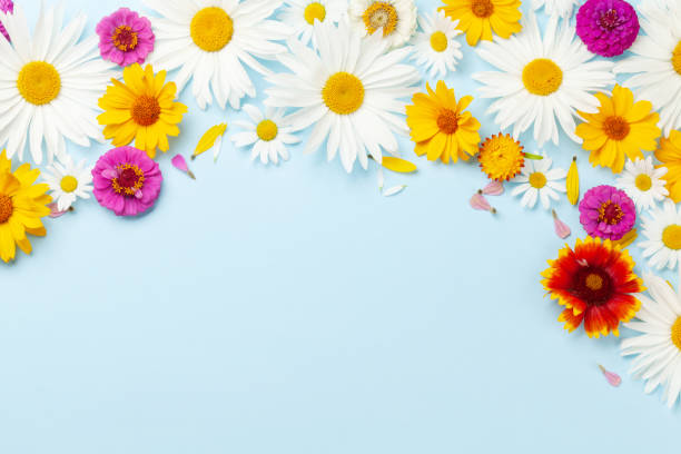 istock Chamomile garden flowers on blue background 1468438155