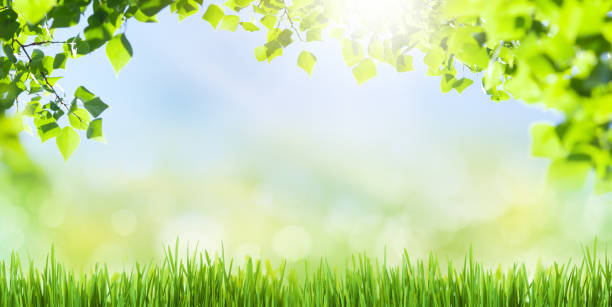 istock Green grass field, leaf foliage and blue sky 1468438769