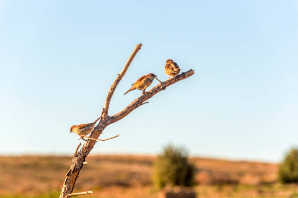 Shot of three sparrows perched on a dry branch in spring