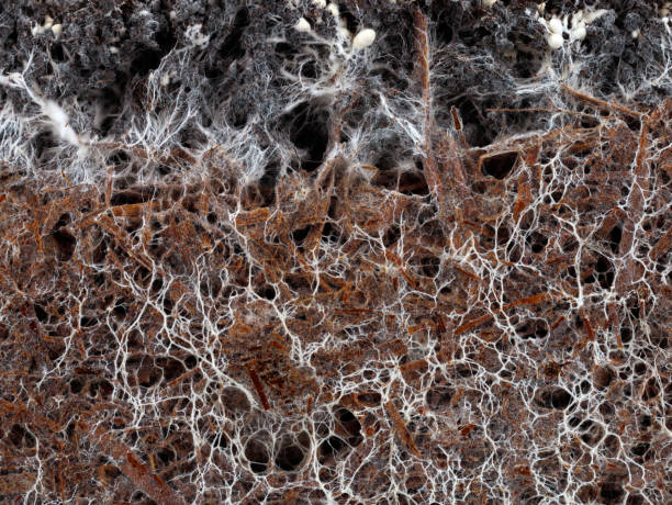 struktur des pilzmyzels eines weißen champignon, agaricus bisporus, im boden - symbiose stock-fotos und bilder