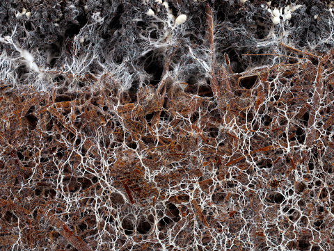 structure of the mushroom mycelium of a white champignon, agaricus bisporus, in soil.