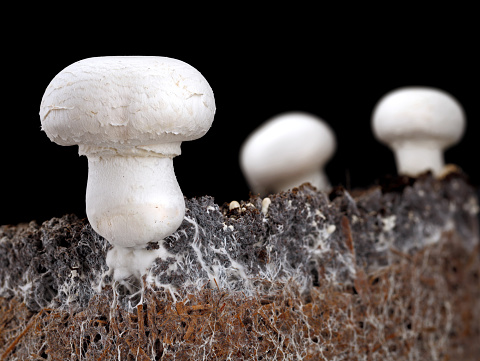 white mushroom, agaricus bisporus or champignon, with mycelium in soil, side view of soil interspersed with mycelium on black background.