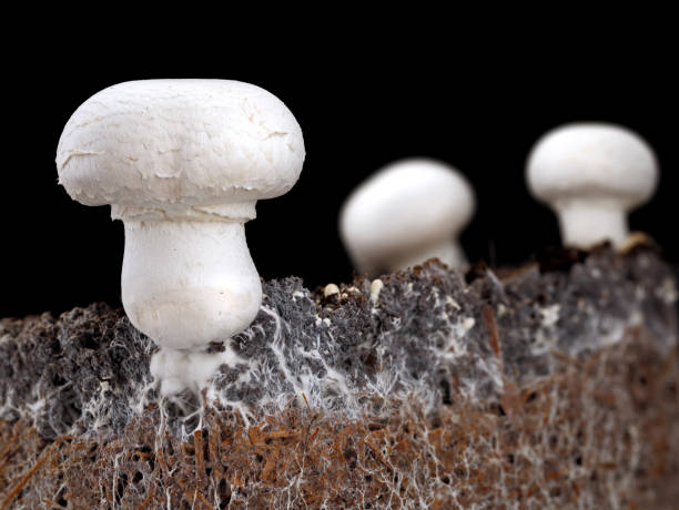 white mushroom, agaricus bisporus or champignon, with mycelium in soil, side view of soil interspersed with mycelium on black background white mushroom, agaricus bisporus or champignon, with mycelium in soil, side view of soil interspersed with mycelium on black background. soil fungus stock pictures, royalty-free photos & images