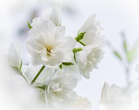 Soft focus, abstract floral background, White terry Jasmine flower petals. Macro flowers backdrop for holiday brand design