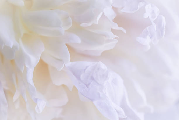 istock Soft focus, abstract floral background, white peony flower petals. Macro flowers backdrop for holiday brand design 1468441102