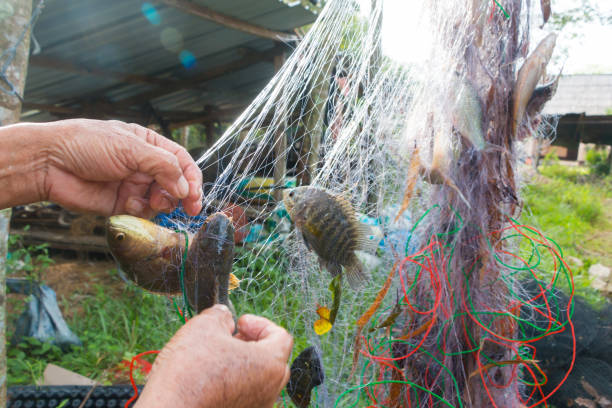 istock Fisherman take fish out of net at sunrise 1468442846