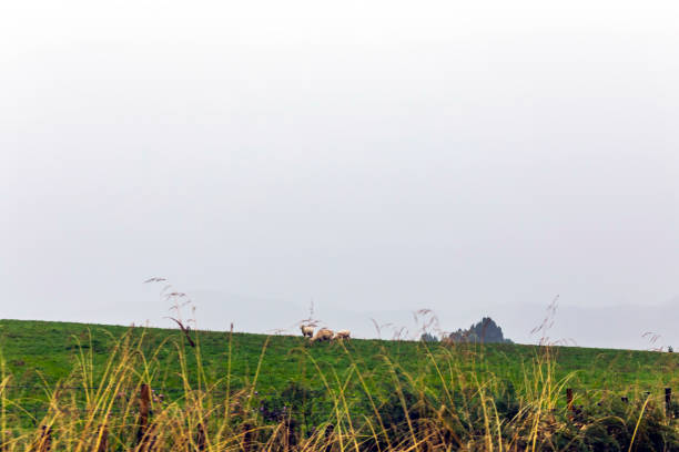 istock Flock of sheep on green grass 1468446635