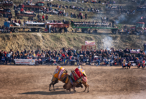 Camel wrestling is a sport in which two male camels wrestle, typically in response to a female camel in heat being led before them. It is most common in the Aegean region of Turkey.