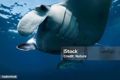 istock Close up view of giant manta ray fish. Big fish in blue ocean 1468449438