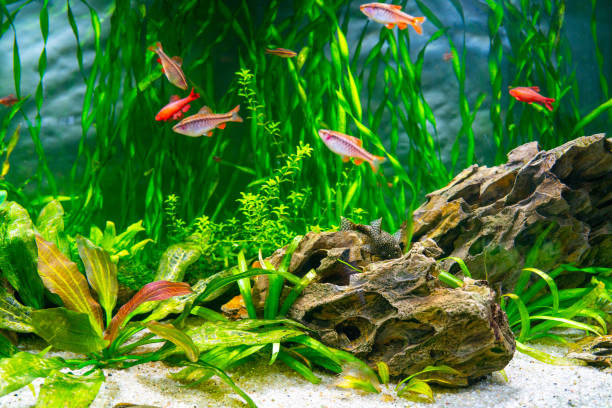 aquarium fish and algae in a freshwater aquarium. - vissenkom fotos stockfoto's en -beelden