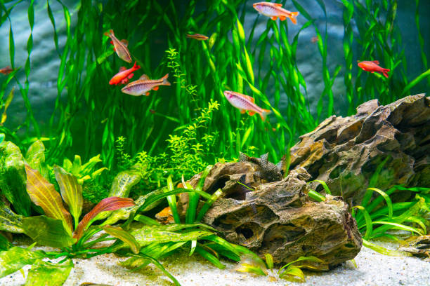 Aquarium fish and algae in a freshwater aquarium. Aquarium fish and algae in a freshwater aquarium. Underwater world. cichlid stock pictures, royalty-free photos & images